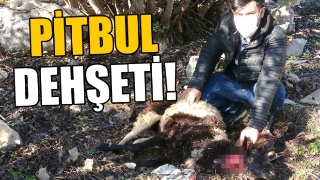 Mersin'in Erdemli ilesinde bir kkba hayvan alna giren Pitbull cinsi 2 kpek, 2'si kuzu 6 koyunu telef etti. 